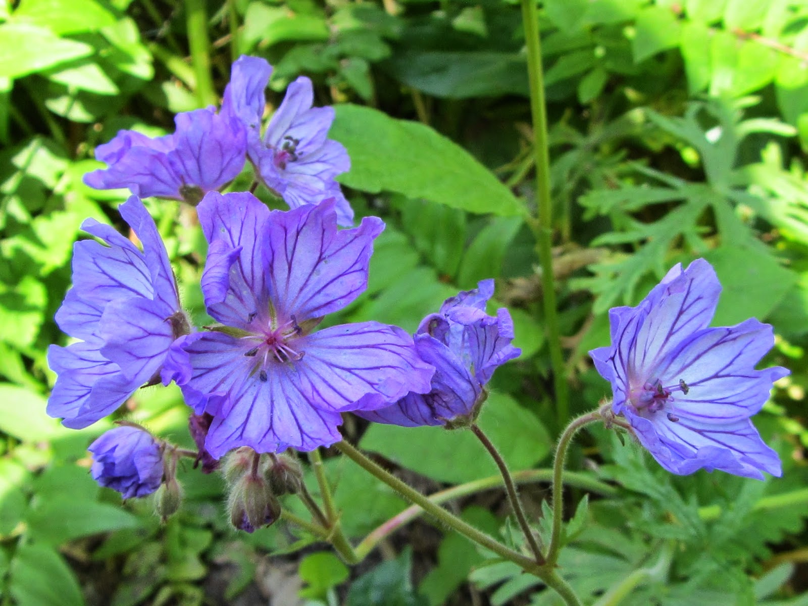 Jan wilde een tuin: mei 2014