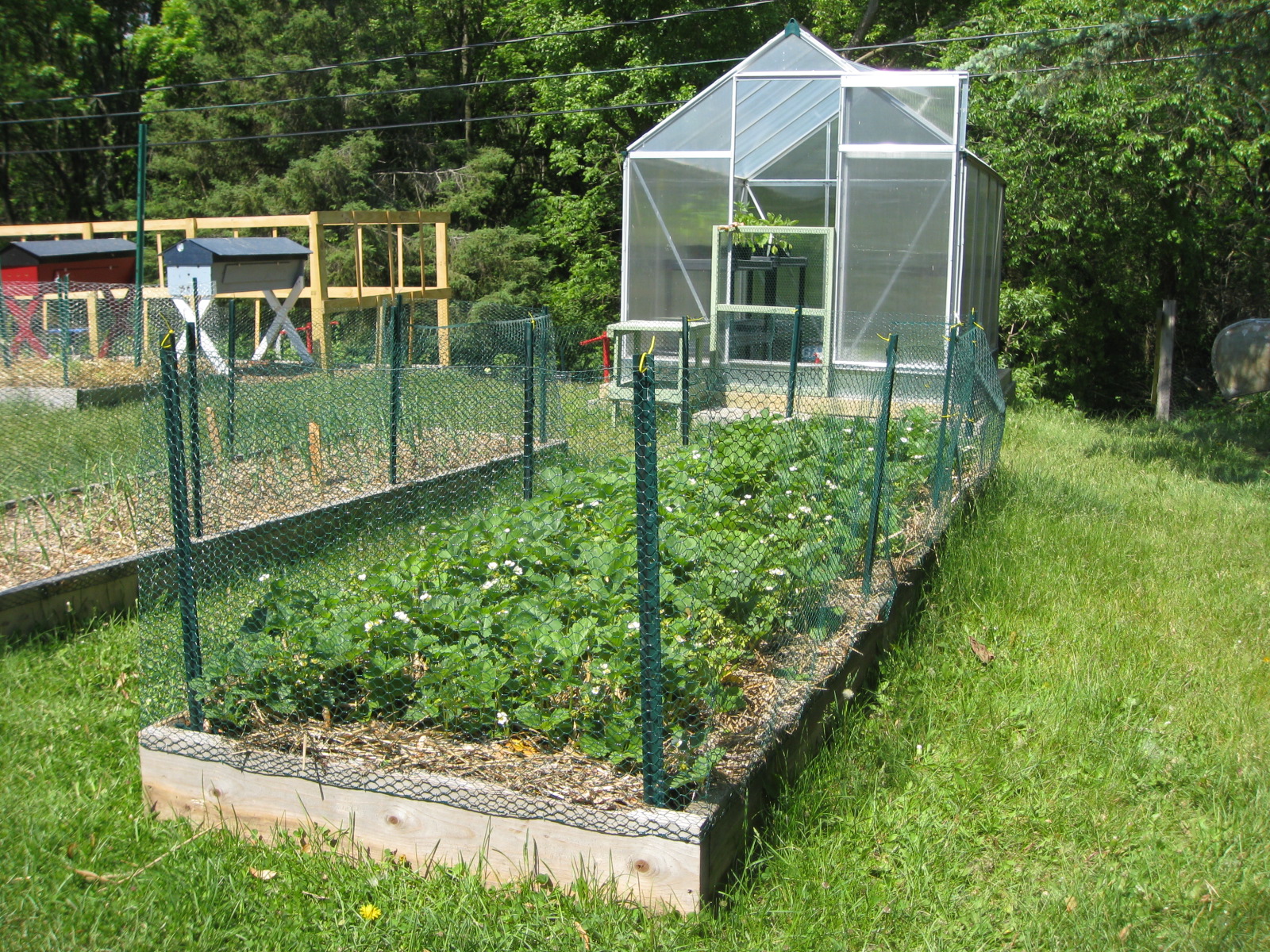 Red Bucket Farm Dividing Strawberries