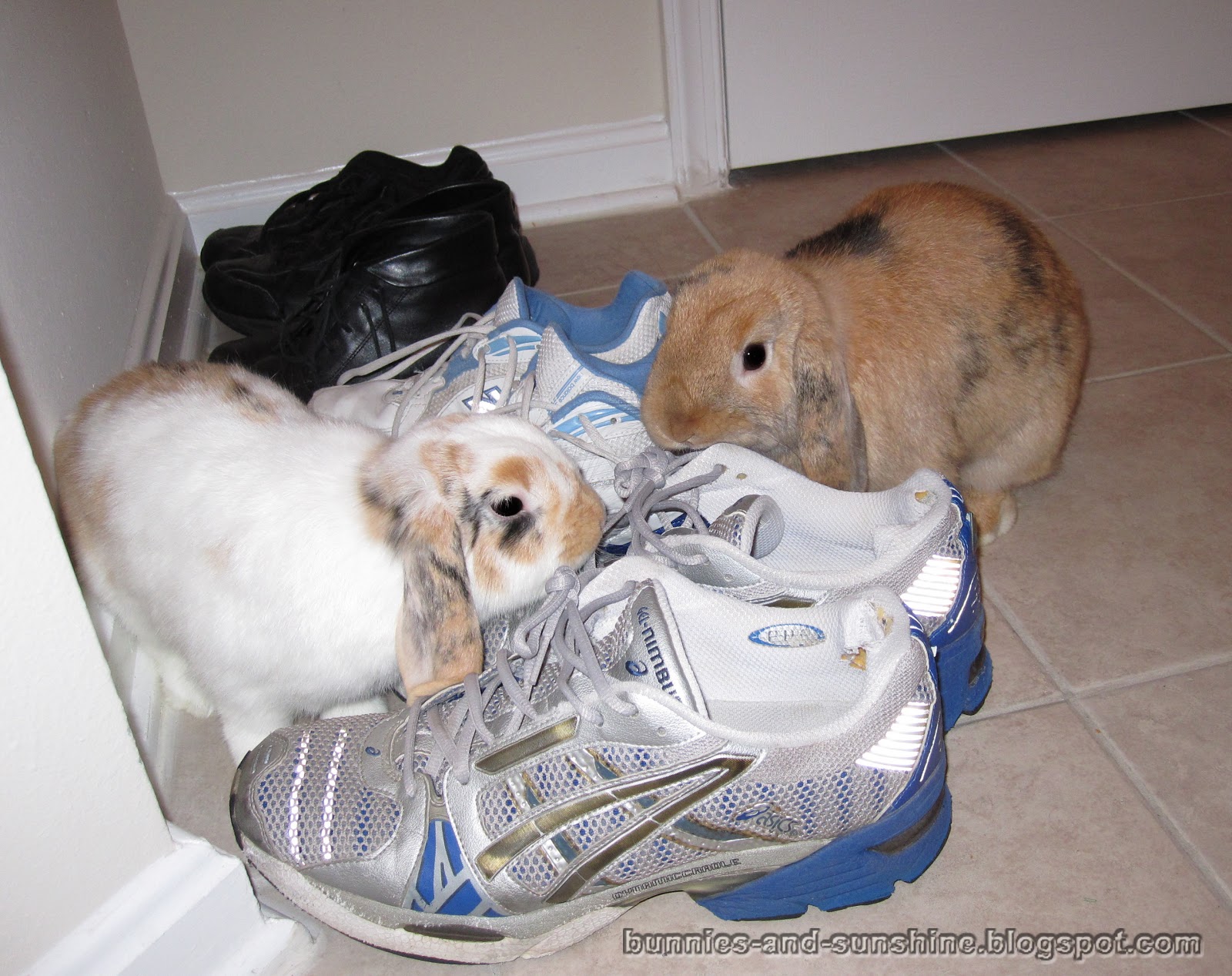 Bunnies and Sunshine Every bunny has a favorite.