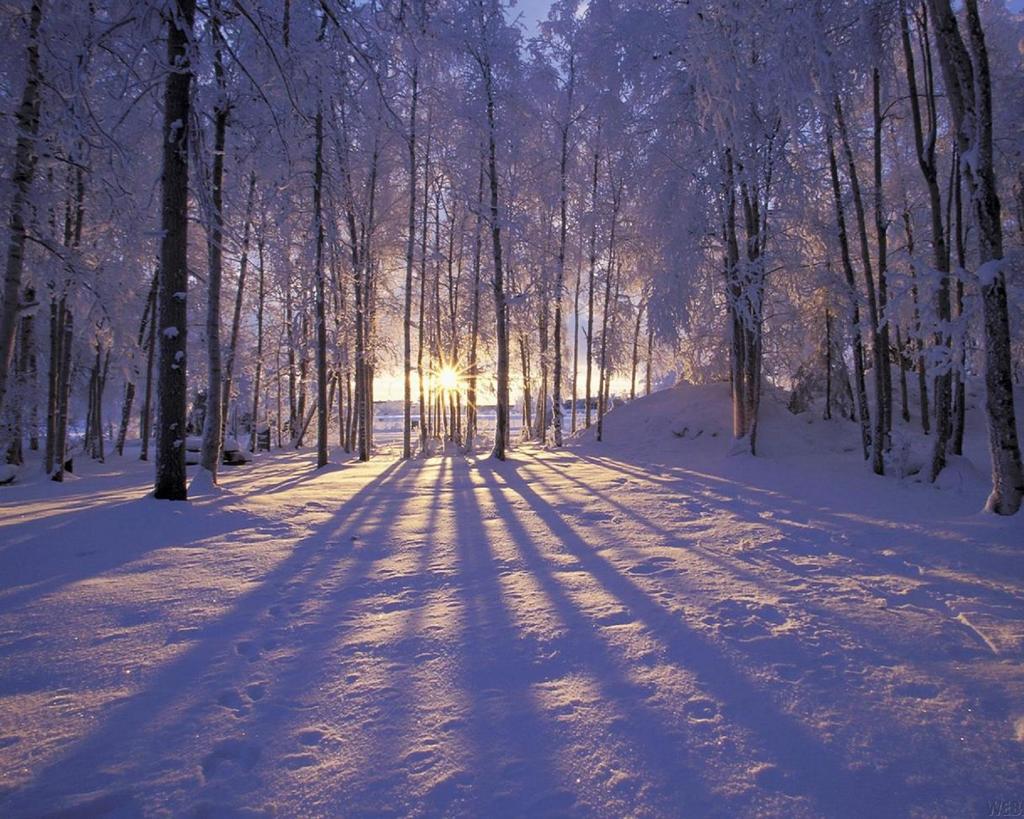 http://4.bp.blogspot.com/-_1_W8cIMnEU/UG_sSpWTnEI/AAAAAAAAImM/iPApJe6sUng/s1600/winter+forest+alaska.jpg