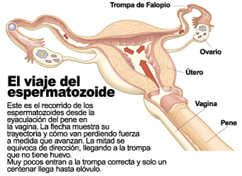 Aumentar el miembro en 24 días