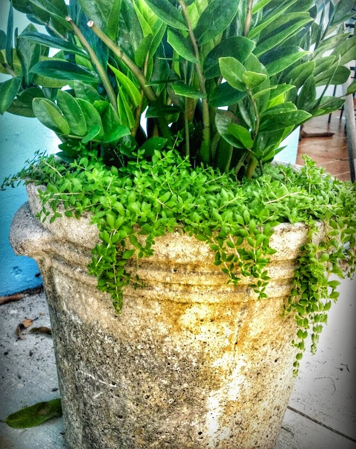 Converting My New Home to a Green Edible Oasis How to Propagate Gold Moss