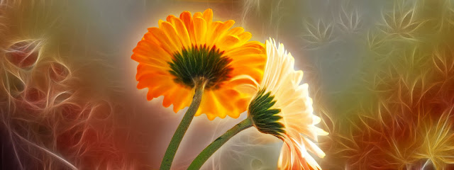 3D Flowers Wallpapers