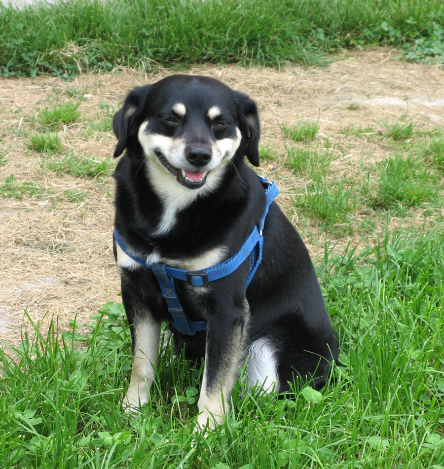 Blipadee Animals in Venice!