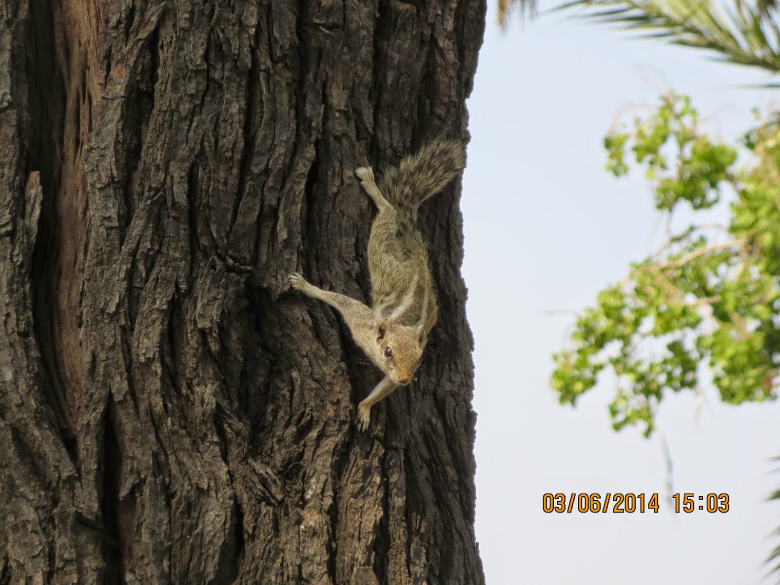 Indian squirrel posing for the camera Indian squirrel posing for the camera
