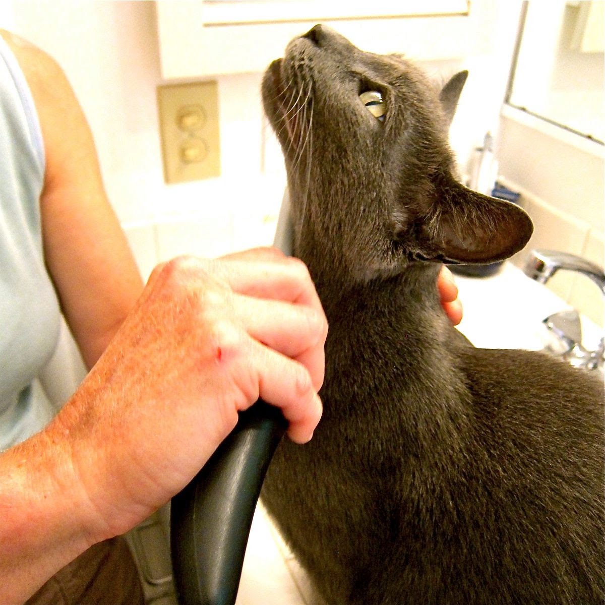 Flea Shampoos Best Home Control