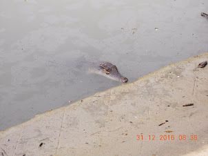 A Crocodile displaying its head in the "Crocodile Pond" in  Sajnekhali Watchtower Complex.