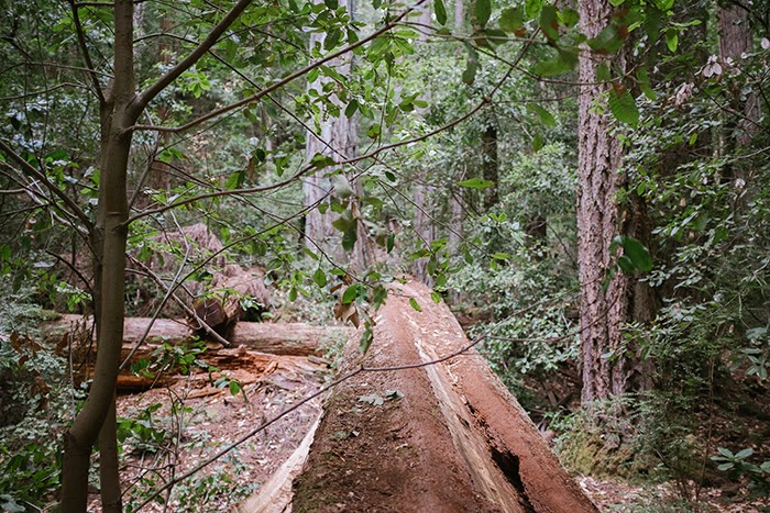 Big Basin Redwoods State Park