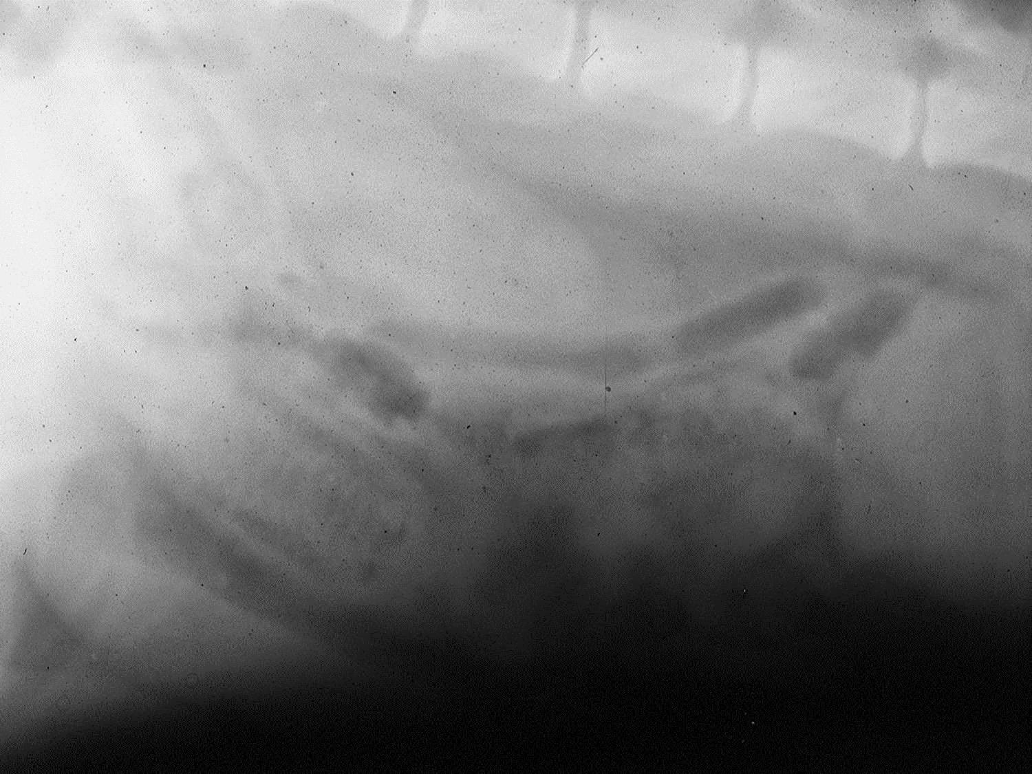 Circle City Veterinary Specialty & Emergency Hospital Corn Cob