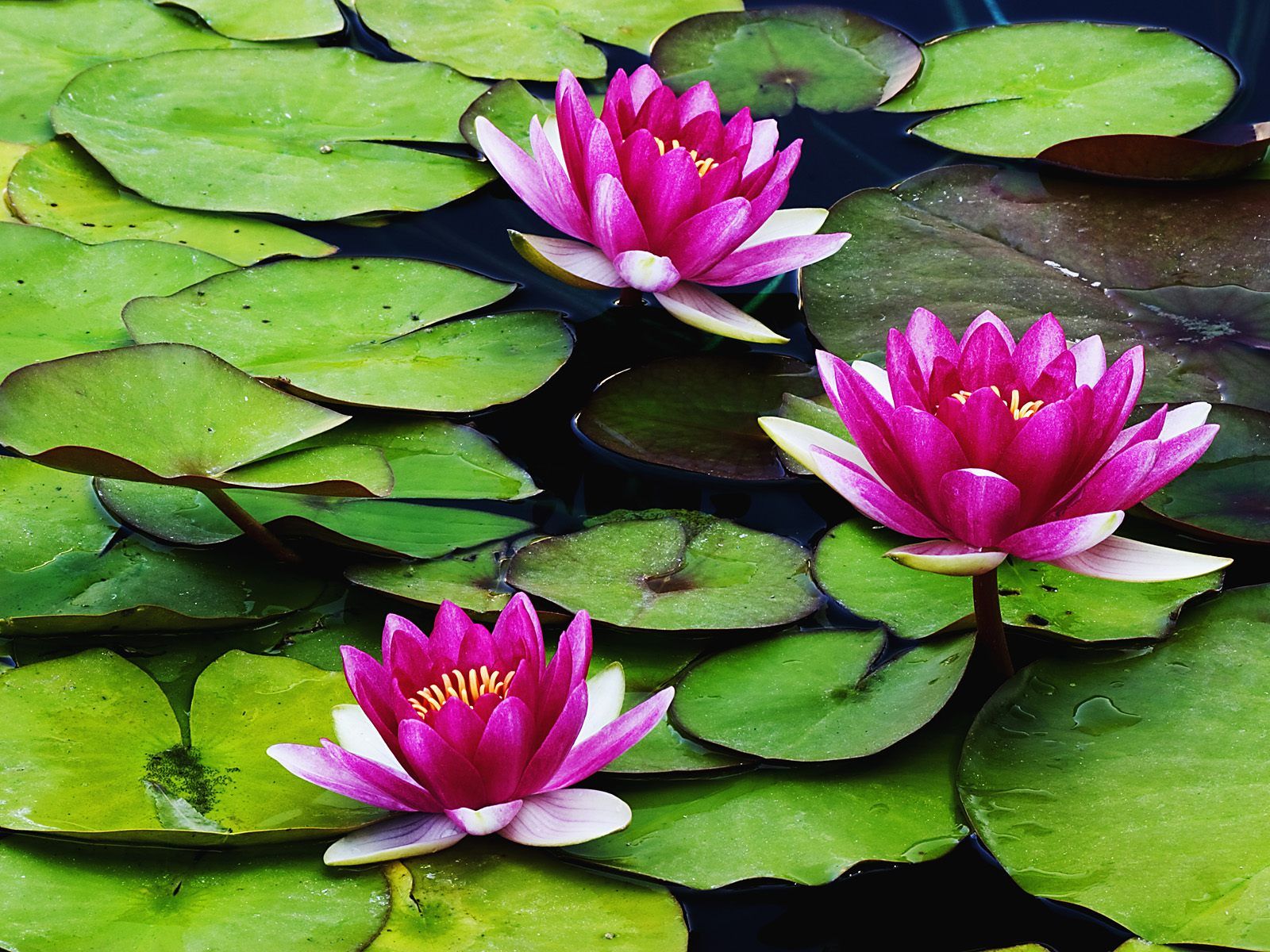 water lilies water lilies