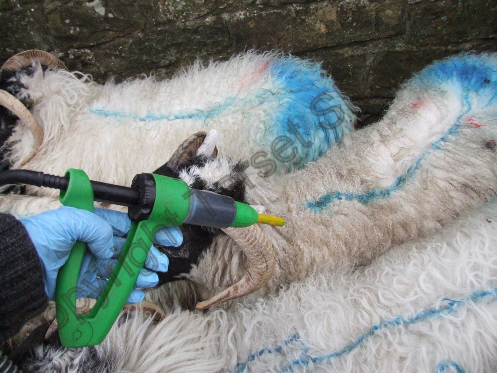 Shepherd's blog Lice and delousing