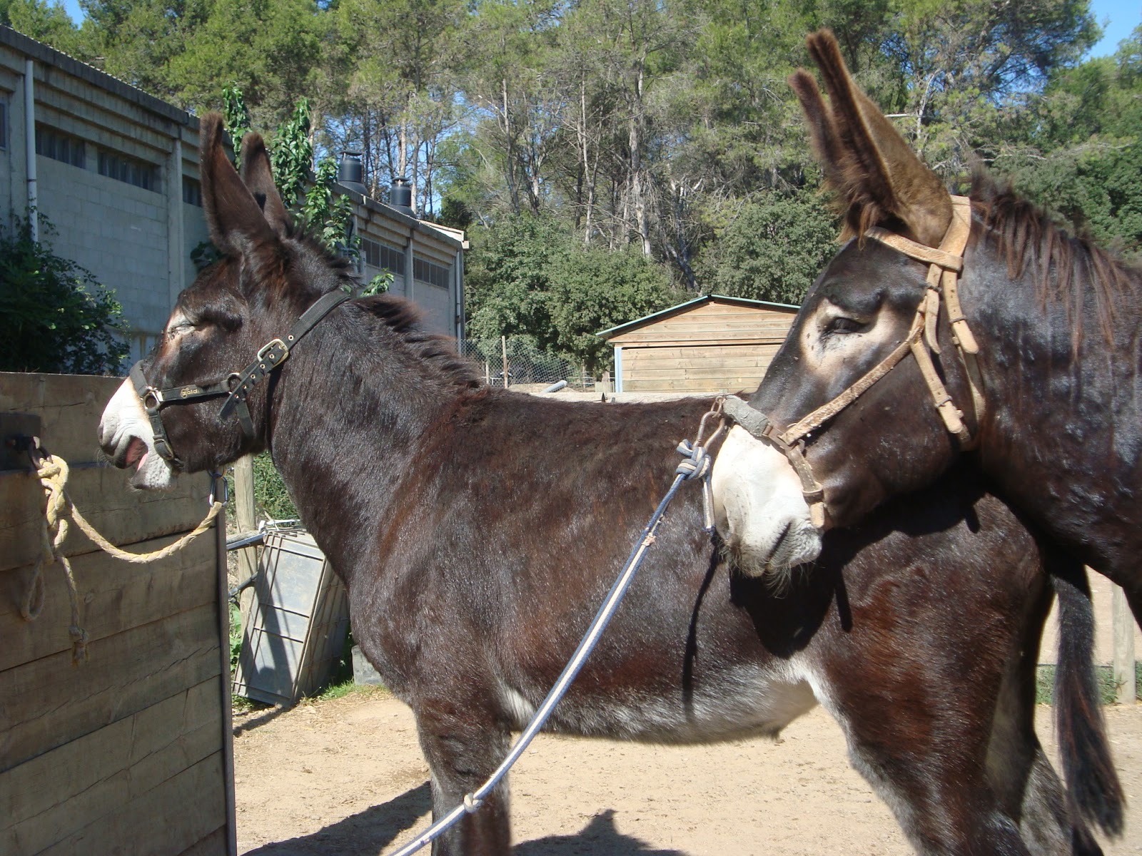 CATALONIAN DONKEYS' REPRODUCTION AT AUTONOMOUS UNIVERSITY OF BARCELONA Make your passion be