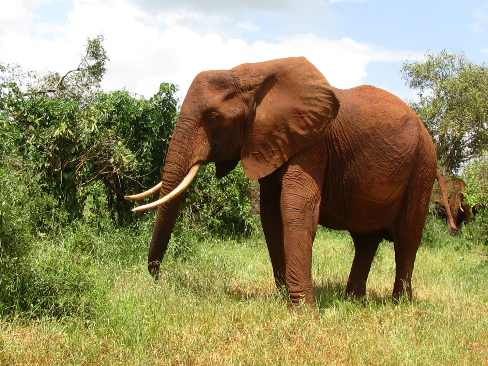 Beautiful African Animals Safaris: Beautiful African Red Majestic Elephants