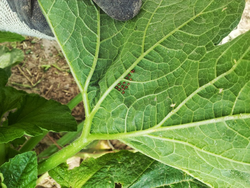 Backyard Farming Squash Bugs
