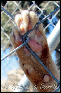 10 de diciembre. Día Internacional de los Derechos Animales