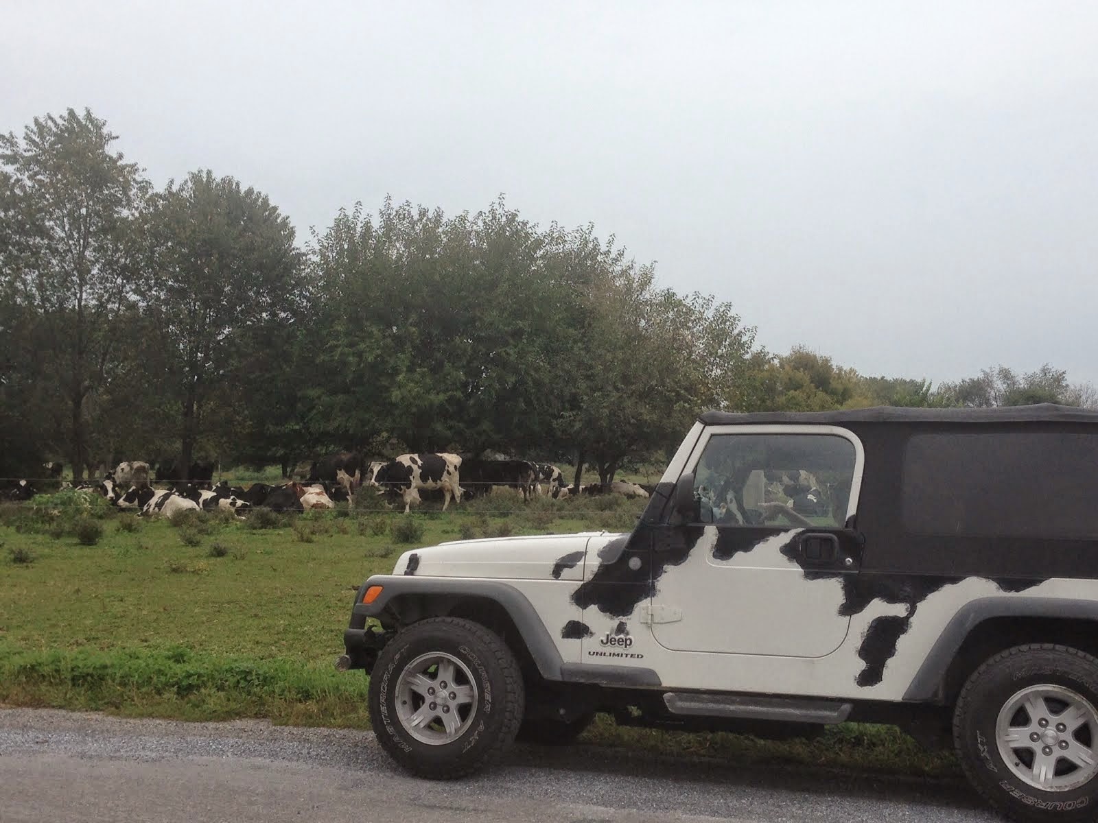 My jeep, Elsie, watches her fellow cows