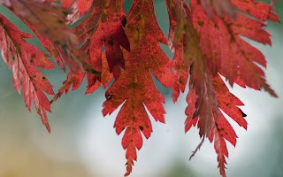 Autumn-Leaves-Wallpapers Autumn-Leaves-Wallpapers