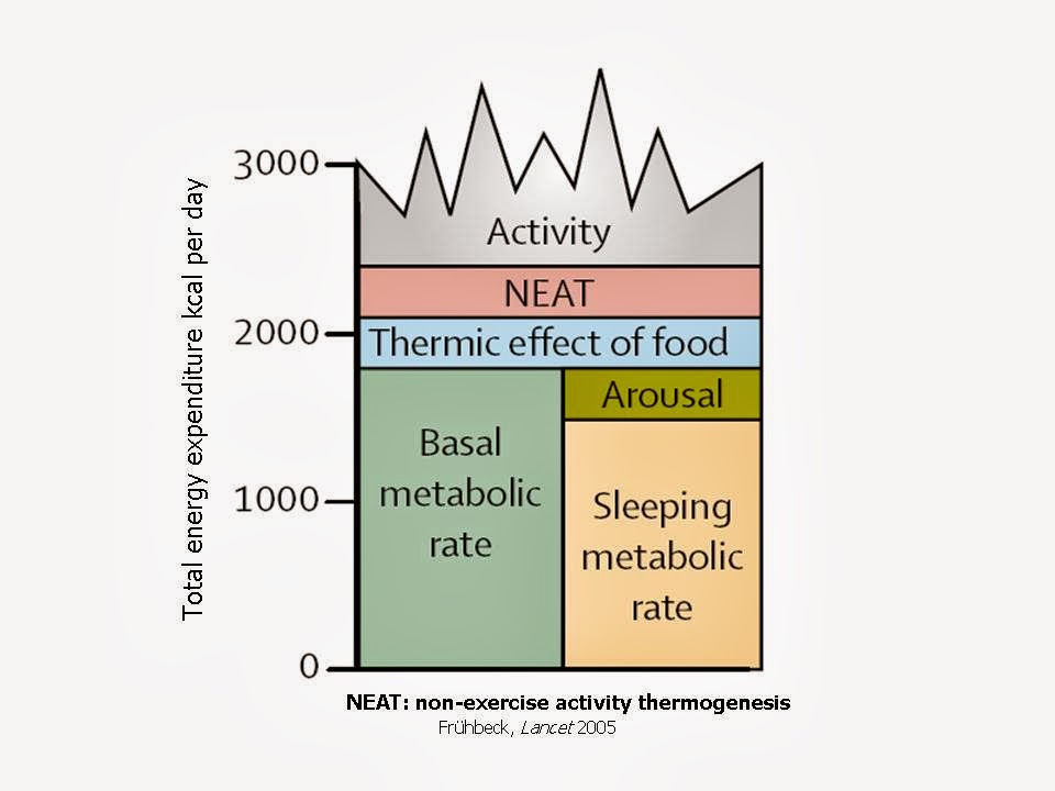 Image result for daily energy expenditure