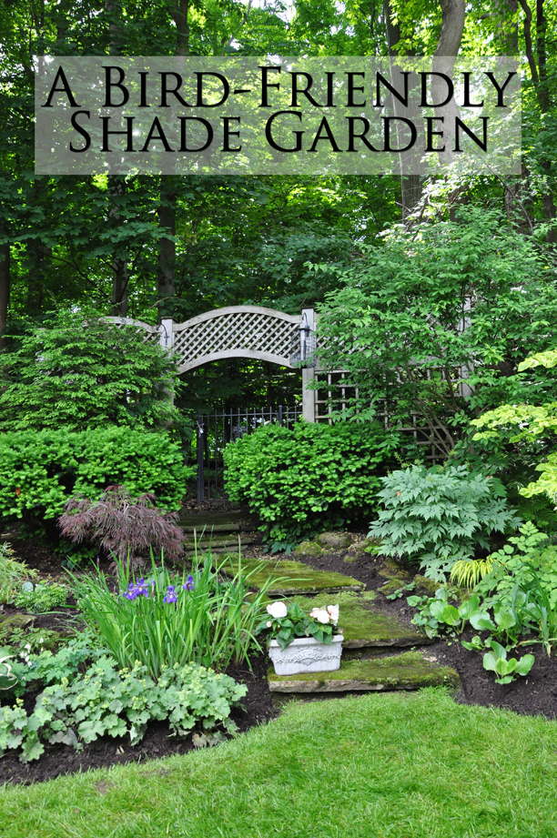 Three Dogs in a Garden A BirdFriendly Shade Garden