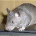 Fenomena Tikus