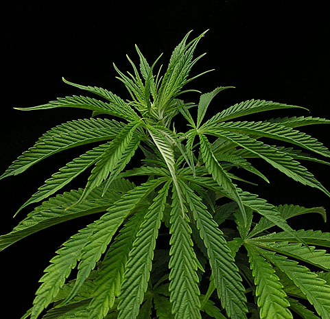 grlog grow blog 3v marijuana problems amp symptoms marijuana diagnosis chart