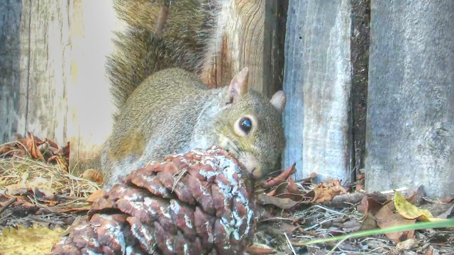 Gray Squirrels Eating Pine Cone Nuts