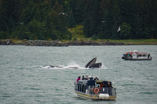 Humpback-whales-bubblenetting-Juneau-Alaska-Travel-The-East
