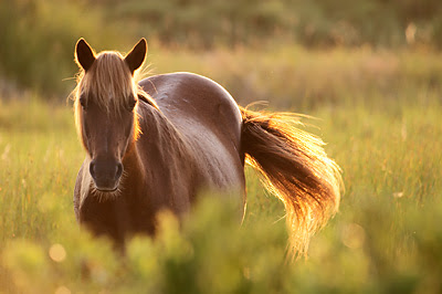 wild horse in grass