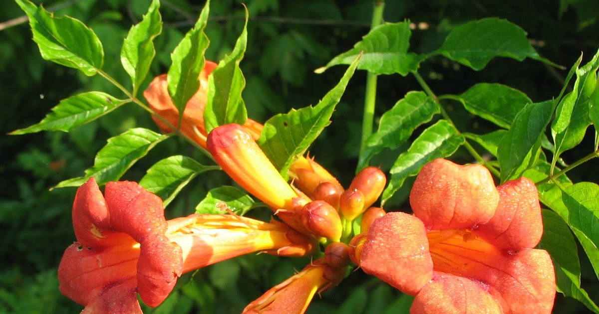 Using Native Plants Roadside Plants in June