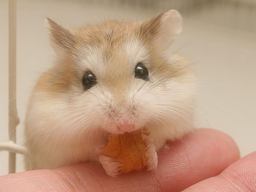 hamster-eating.jpg