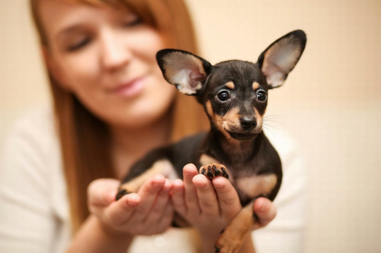For The Love Of Doxies Is This The World's Smallest Dog?
