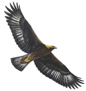 eagle hawk animal wallpaper bird