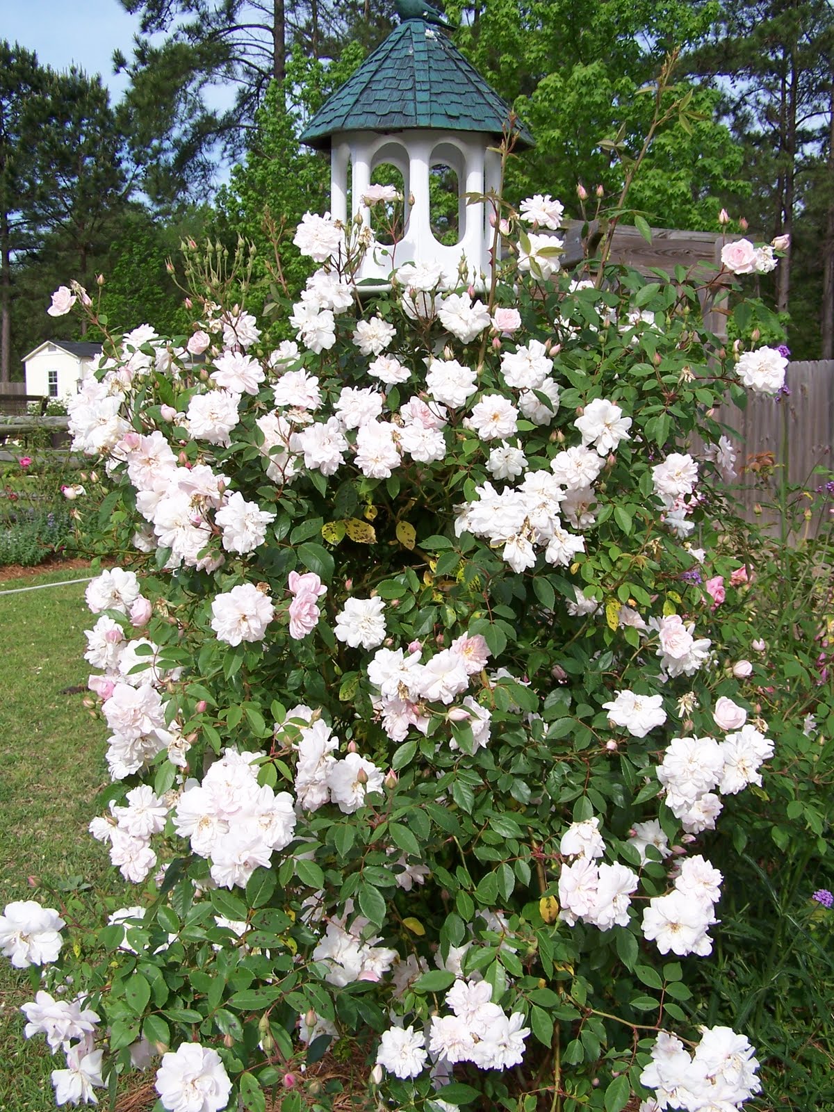 Henny Penny Rose Cottage Some pictures from around the yard