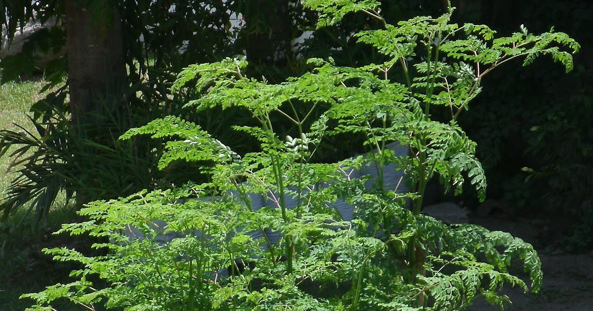 Herbal Cure Malunggay (Moringga) A tree of life