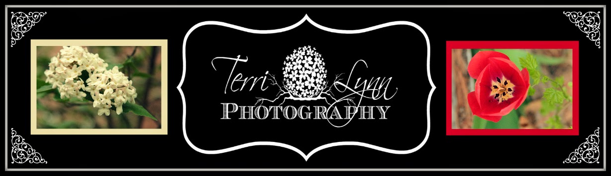 Terri Lynn Photography