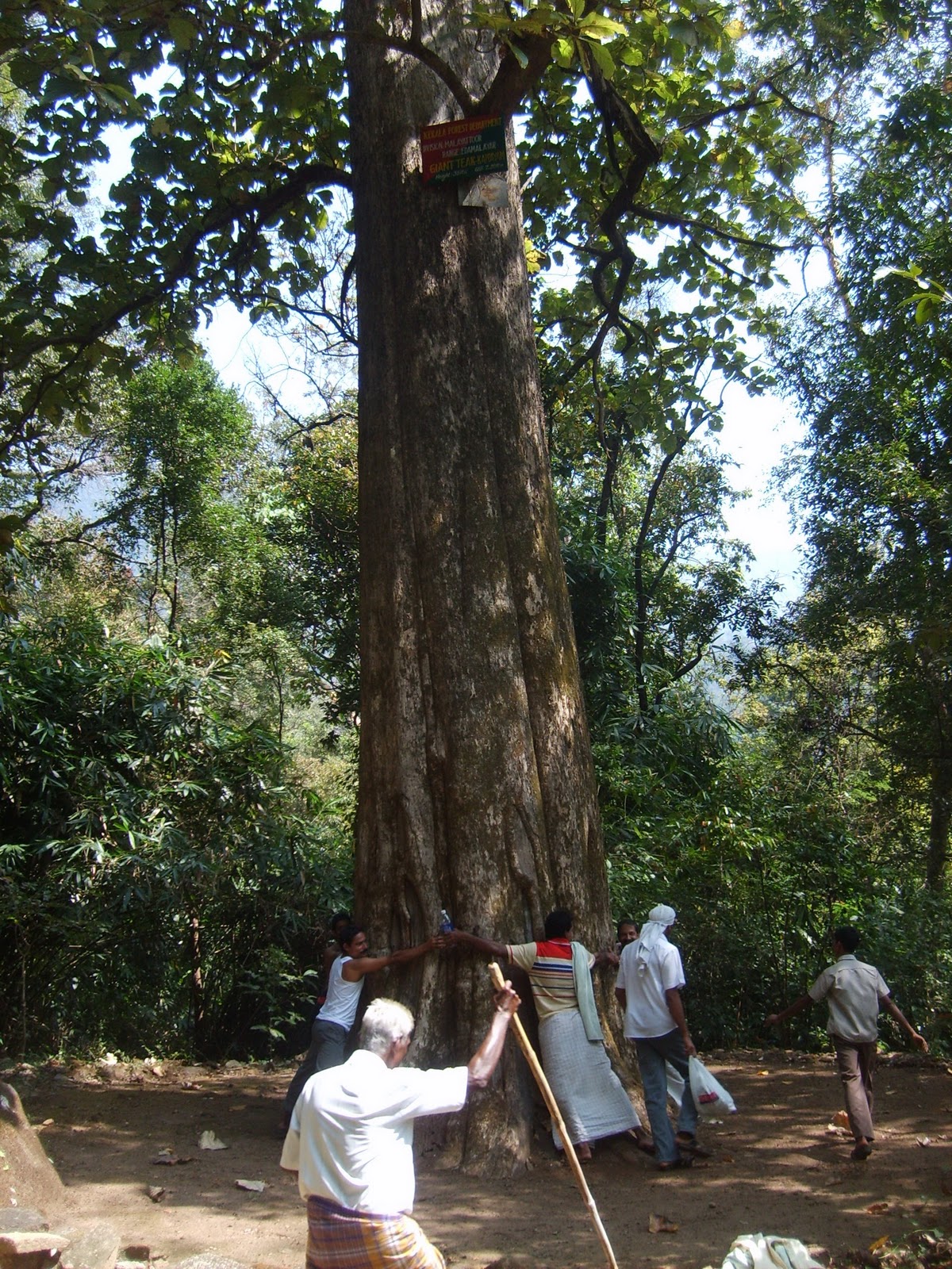 biggest teak tree in kerala, India ,Asia