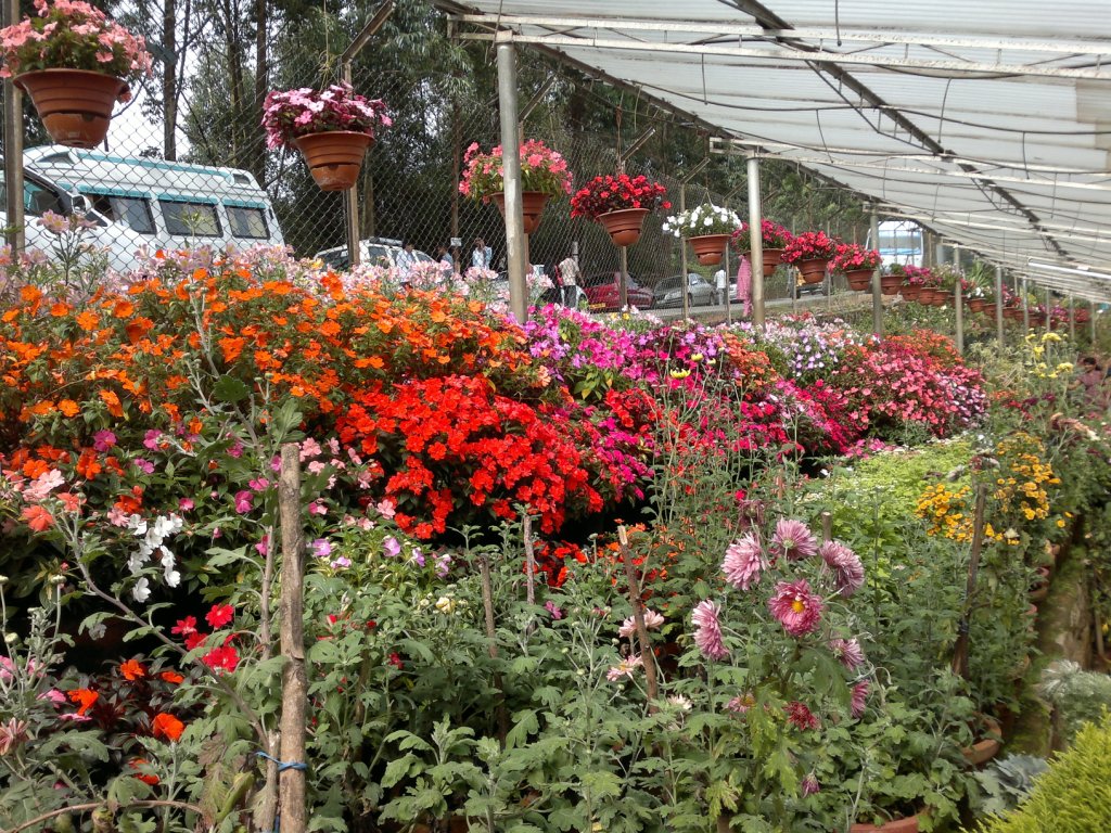 Munnar Flower Garden TravelersOutlook Travelers Photo Gallery