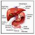 Obat Alami Altenatif Penyakit Hepatitis B thumbnail