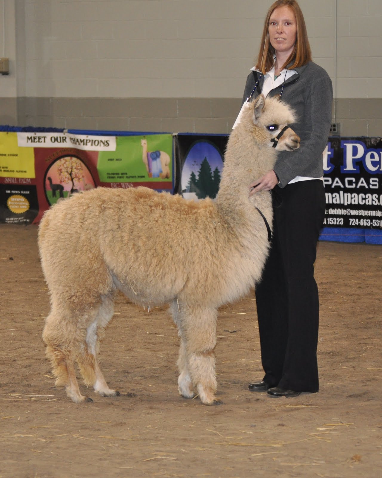 Lavender Hill Farm Alpacas April 2011