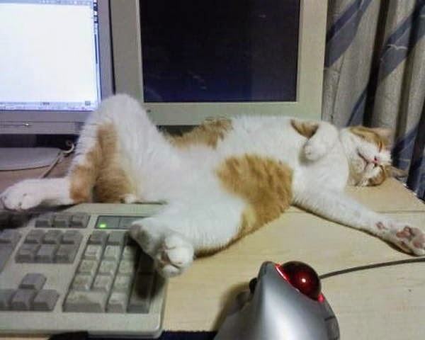 Funny cats - part 99 (40 pics + 10 gifs), cat pictures, funny cat sleeping