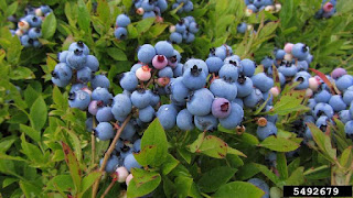 Manfaat dan khasiat buah blueberry untuk kesehatan mata dan jantung Manfaat dan khasiat buah blueberry untuk kesehatan mata dan jantung