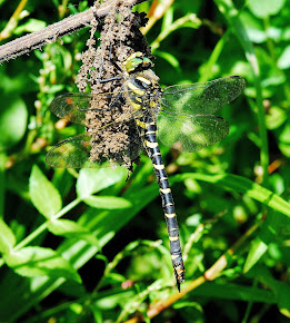 Golden-ringed Dragonfly female
