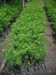 jual bibit sengon juni 2013 jual bibit sengon juni 2013