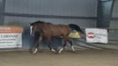 Kiddo, June 2013, learning to trot and canter again