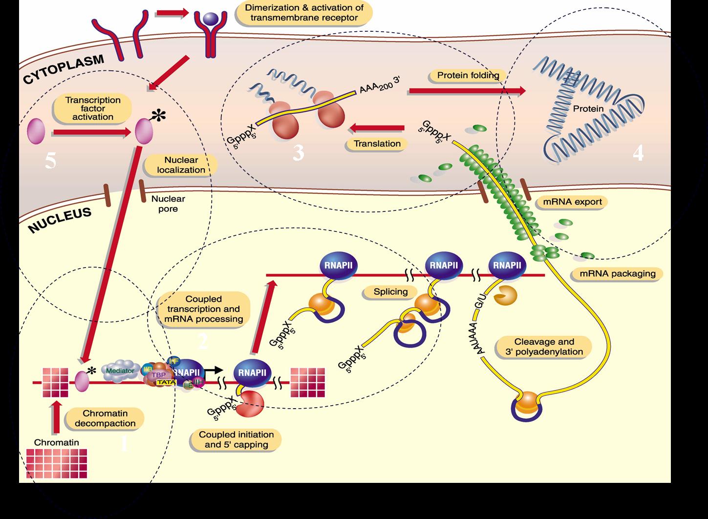 VIRUS Y BACTERIAS EN EL PROCESO DE LA GENETICA virus y bacterias en el proceso de la genetica: