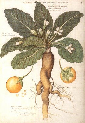 The Secrets of Spices: A Compendium of Botanical and ... The Secrets of Spices: A Compendium of Botanical and ...