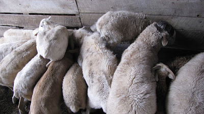 spring creek farm pioneer tn wwoof usa sheep eating