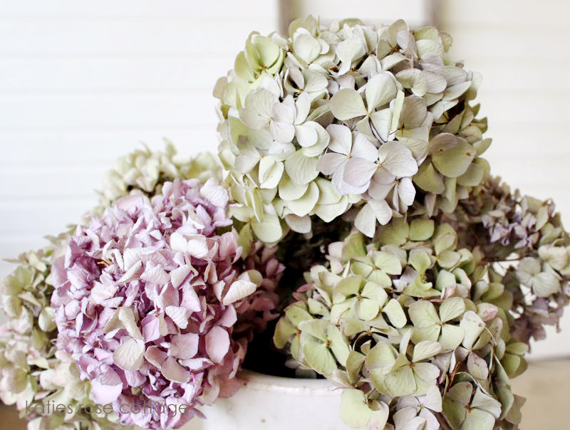 dry hydrangea