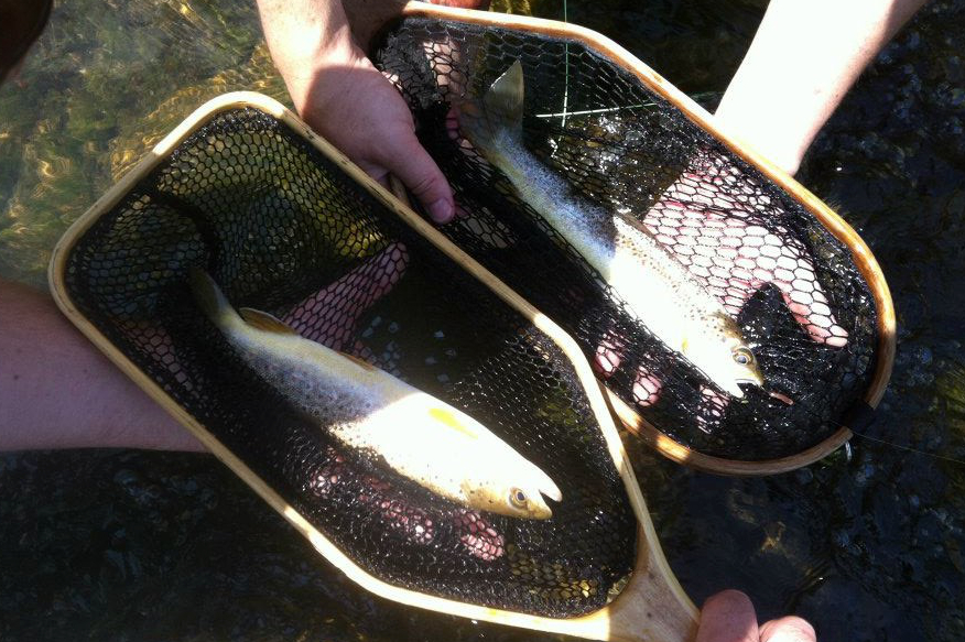 Illinois Wisconsin Fishing trout fishing the kickapoo river valley