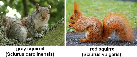 Grey squirrel essay